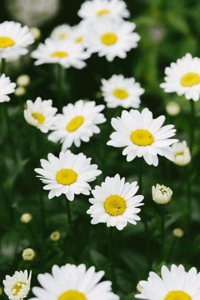 White daisies with yellow centers feature soft petals against a bokeh green meadow background in a close-up view.