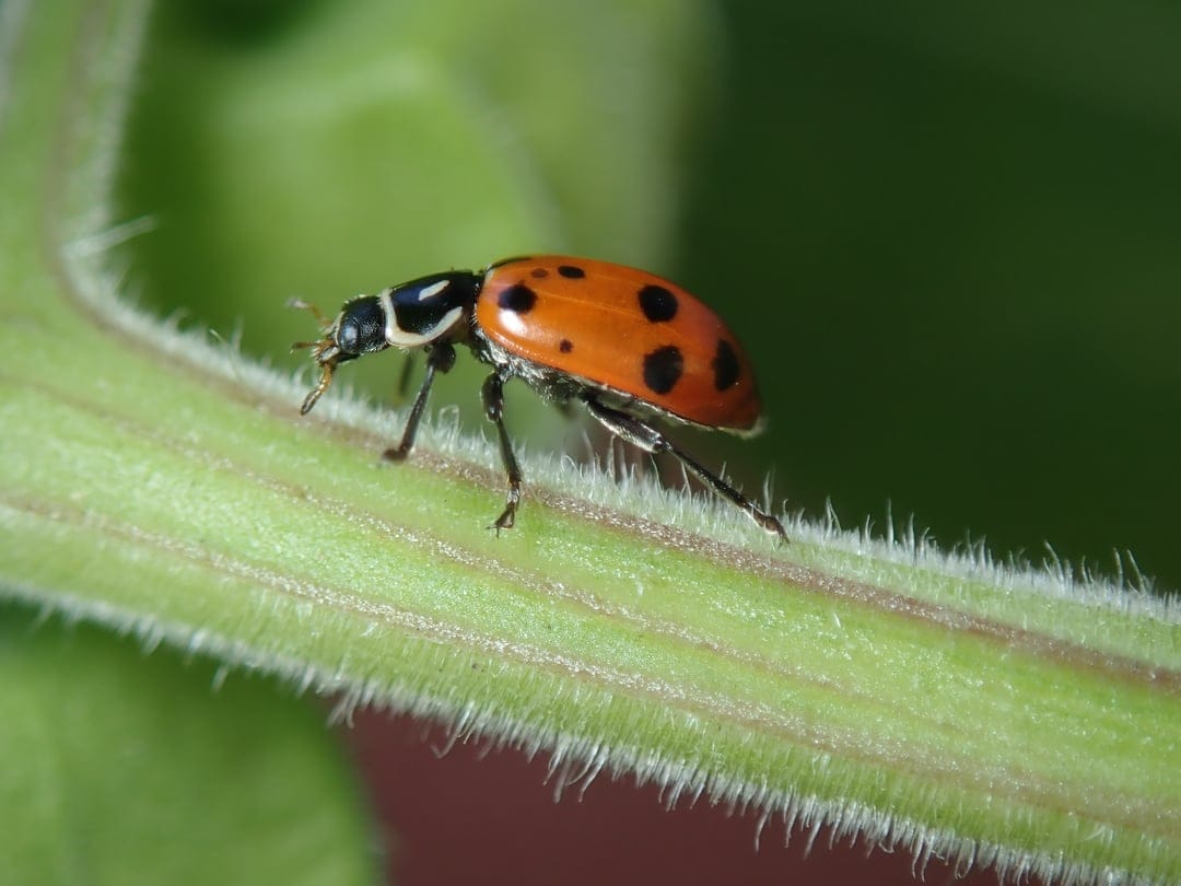 Orange ladybug with black spots walking on a hairy green plant stem against a blurred green background.