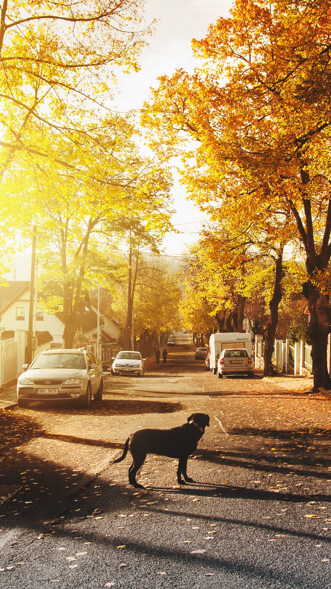 Dark dog silhouette standing on a golden autumn street with sunlight filtering through yellow maple tree leaves.