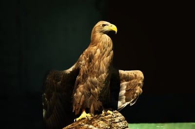 eagle,Orlan,free background,nature,bird,feather,plumage,laptop wallpaper,symbol,freedom,free wallpaper,power,beak,4k wallpaper,windows wallpaper,eye,4k wallpaper,keen,full HD wallpaper,beautiful wallpaper