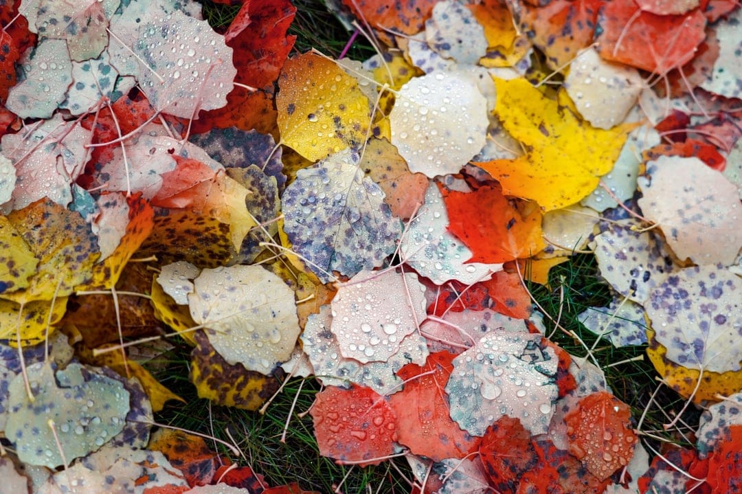 Red and yellow autumn leaves covered in tiny water droplets lie scattered across a green grassy forest floor.