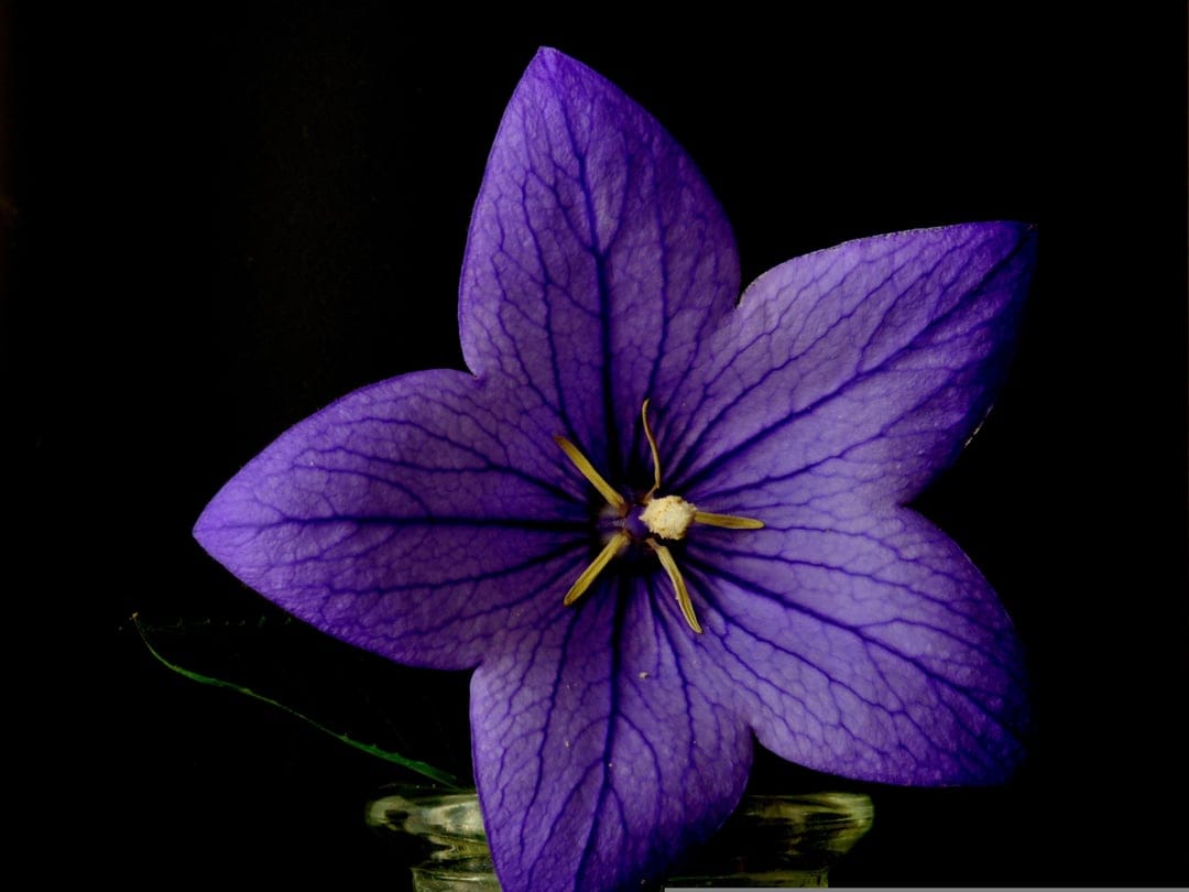 Purple balloon flower with star-shaped petals and yellow center centered against a solid black background.