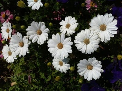 White daisies with yellow centers bloom amidst green leaves and blurry purple flowers in a sunny garden meadow.