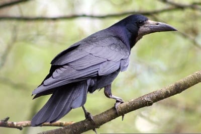 bird,rook,nature wallpaper,4k wallpaper,beak,nature,mac wallpaper,crow family,free background,beautiful wallpaper,close up,windows wallpaper,wallpaper,backdrop,header,full hd wallpaper,free wallpaper,wildlife,trees,4k wallpaper