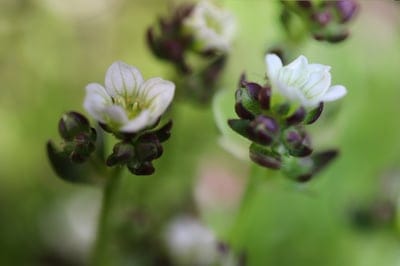 White wildflowers with purple-tipped buds and green bokeh background in a vertical macro nature photograph.
