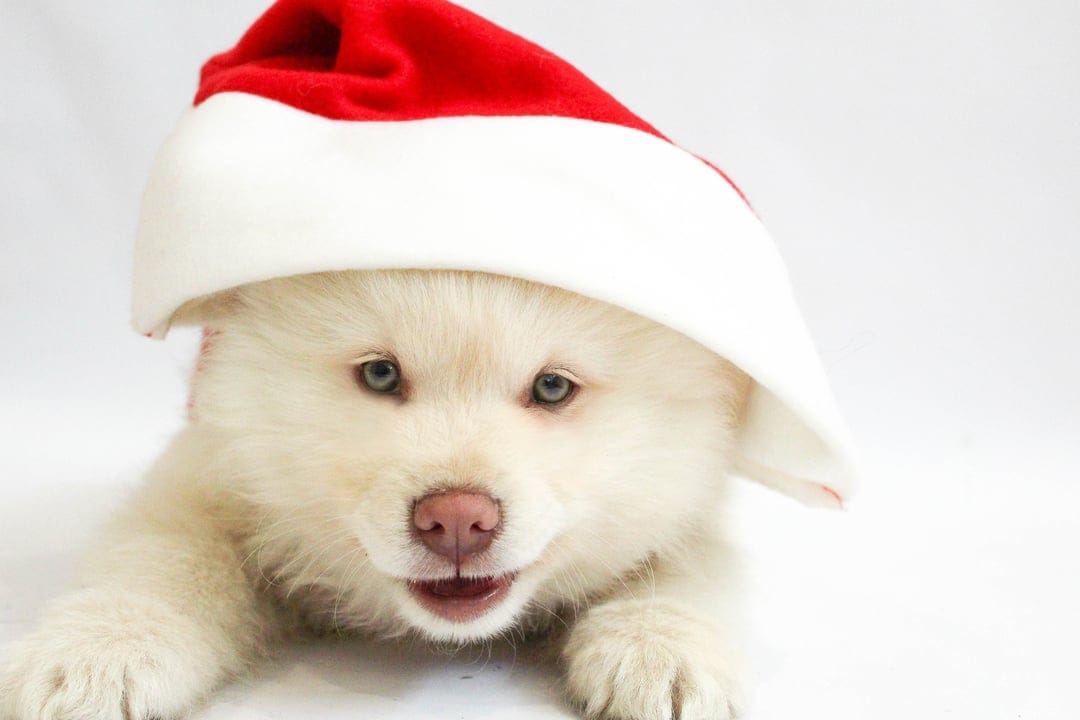 White husky puppy wearing a red Santa hat with blue eyes rests against a minimalist high-key white backdrop.