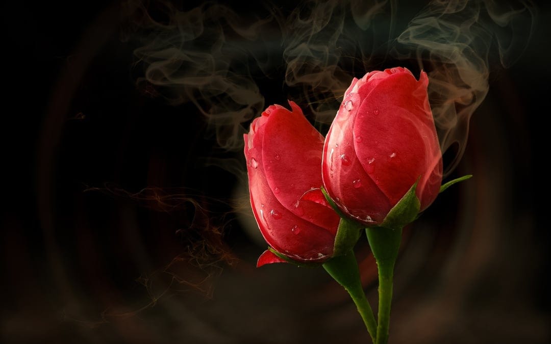 Two red rose buds covered in dew droplets are surrounded by ethereal smoke against a dark black background.