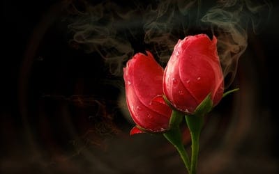 flower,beautiful wallpaper,cool backgrounds,flower background,4k wallpaper,wallpaper 4k,wallpaper hd,floral background,desktop backgrounds,rose flower,hd wallpaper,free wallpaper,free background,full hd wallpaper,mac wallpaper,nature,beautiful flowers,pla