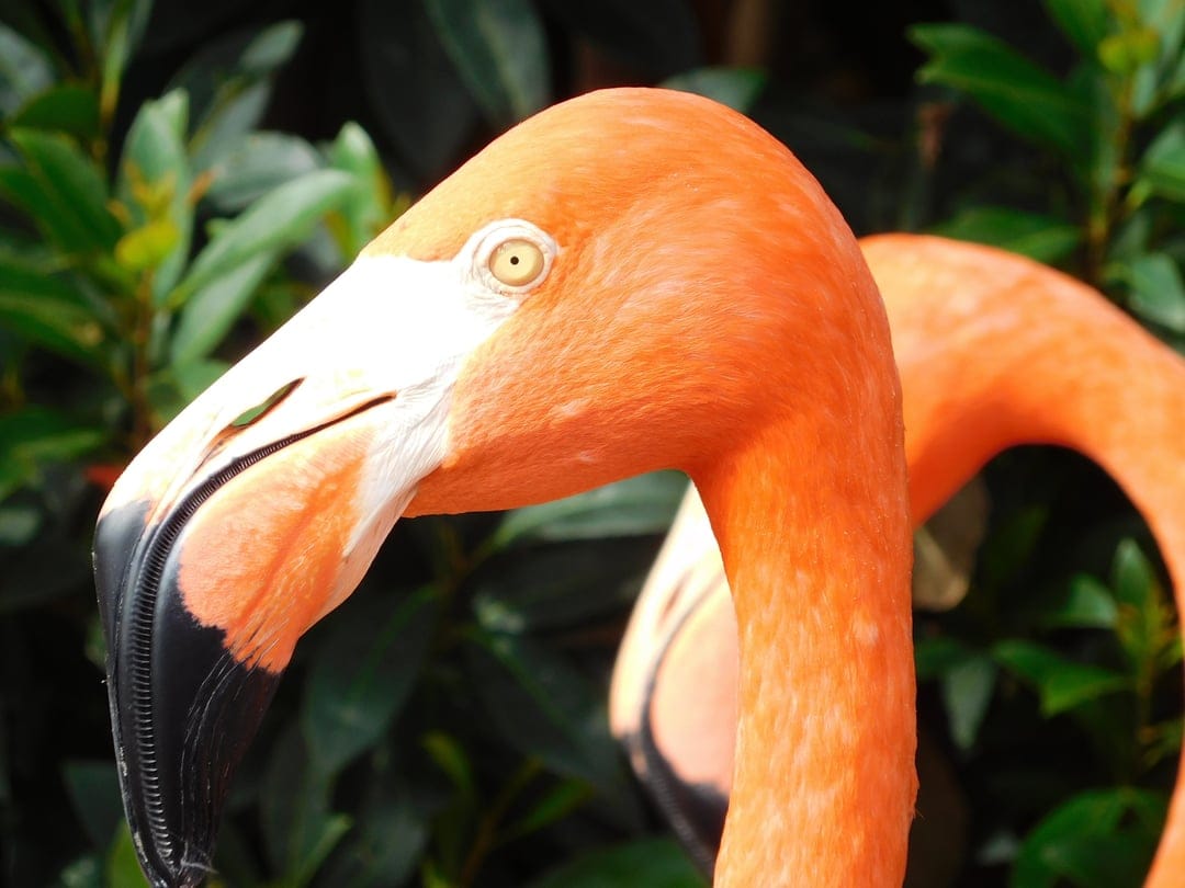 Two orange flamingos with black-tipped beaks pose against a blurred background of thick green tropical leaves.