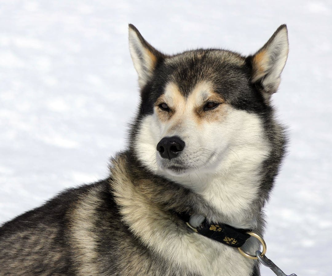 Siberian Husky with thick grey and white fur wearing a patterned collar against a blurred snowy winter landscape.