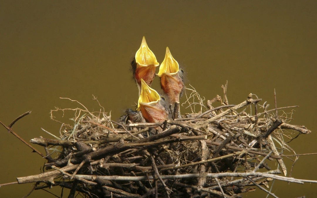 Three baby birds with open yellow beaks sit inside a woven twig nest against a soft blurred background.