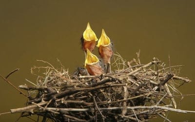 chicks,nest,hunger,waiting