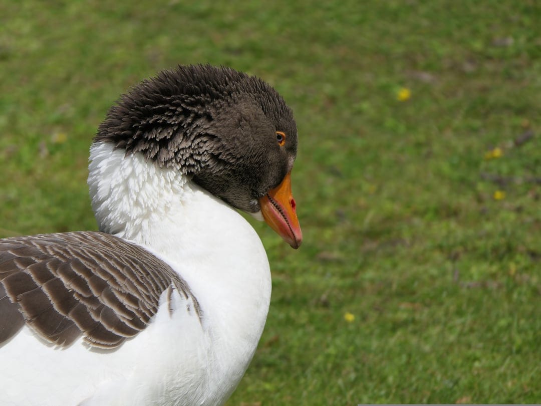 Grey goose with an orange beak and white feathers stands in green grass with small yellow wildflowers.