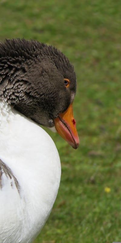 goose,free wallpaper,windows wallpaper,head,free background,hd wallpaper,wallpaper hd,bird,4k wallpaper,animal,beautiful wallpaper,desktop backgrounds,4k wallpaper,mac wallpaper,laptop wallpaper,look,nature,full hd wallpaper,beak,wallpaper