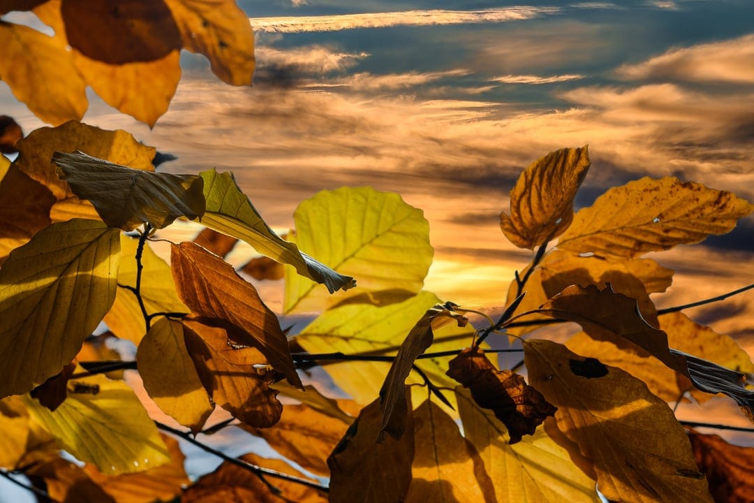 Golden autumn leaves on branches backlit by a dramatic sunset with orange and blue swirling clouds in the sky.