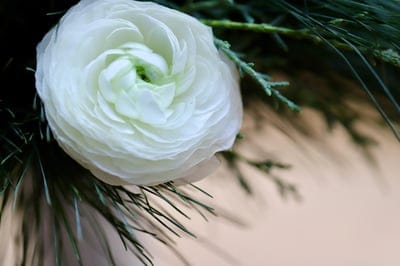 white ranunculus, flower close-up, macro photography, floral arrangement, greenery, pine needles, evergreen, botanical, nature, delicate flower, layered petals, soft focus, elegant bloom, natural beauty, purity, texture, floral detail, wedding flower, spring bloom, winter greenery, organic, white flower