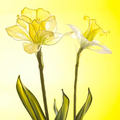 Two yellow daffodils with translucent petals and green stems stand against a bright golden gradient background.