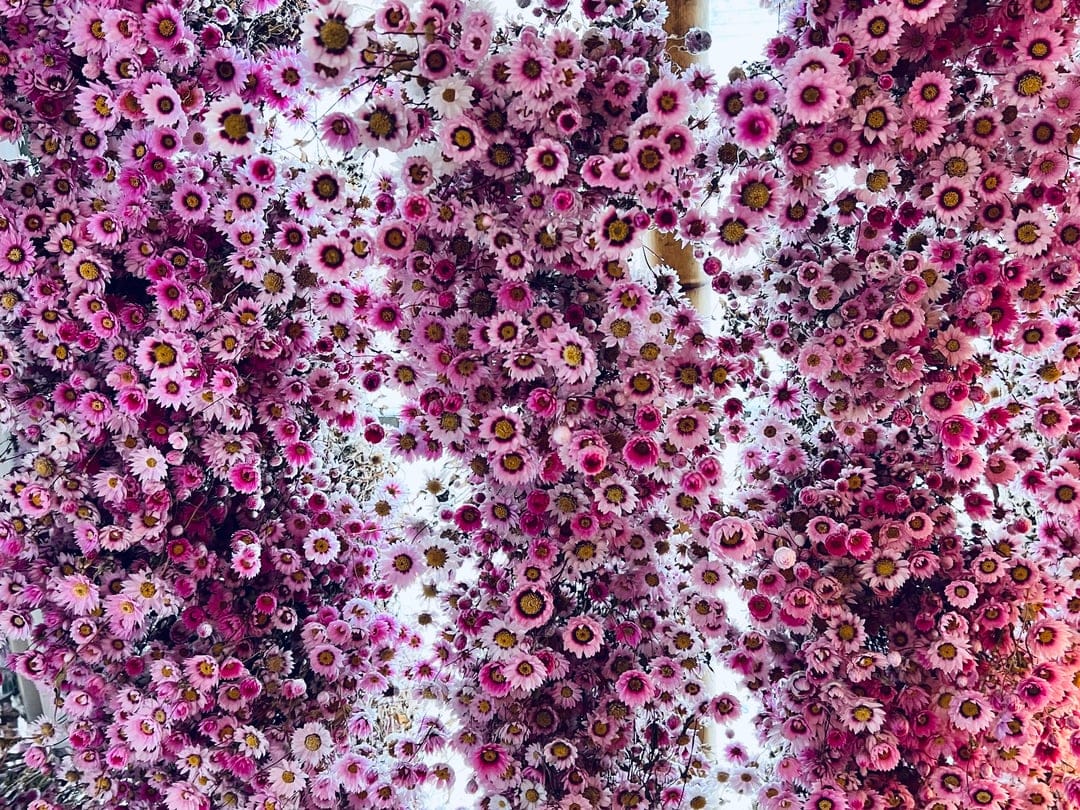 Pink aster flowers with yellow centers packed tightly together in a top-down view showing delicate petal textures.