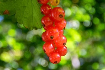 redcurrants,Mac wallpaper,full HD wallpaper,berries,fruits,4k wallpaper,fresh,ripe,cool backgrounds,wallpaper 4k,sweet,delicious,laptop wallpaper,free background,4k wallpaper,organic,juicy,wallpaper HD,bokeh,wallpaper