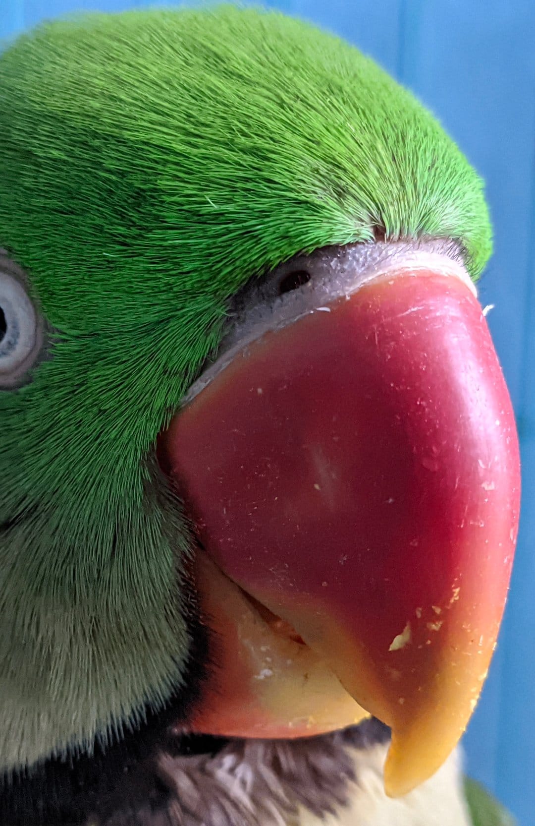Green parrot head with a curved red and yellow beak showing fine feather details in a macro wildlife portrait.
