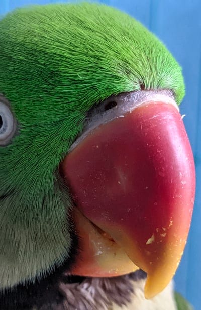 parrot,green,beak