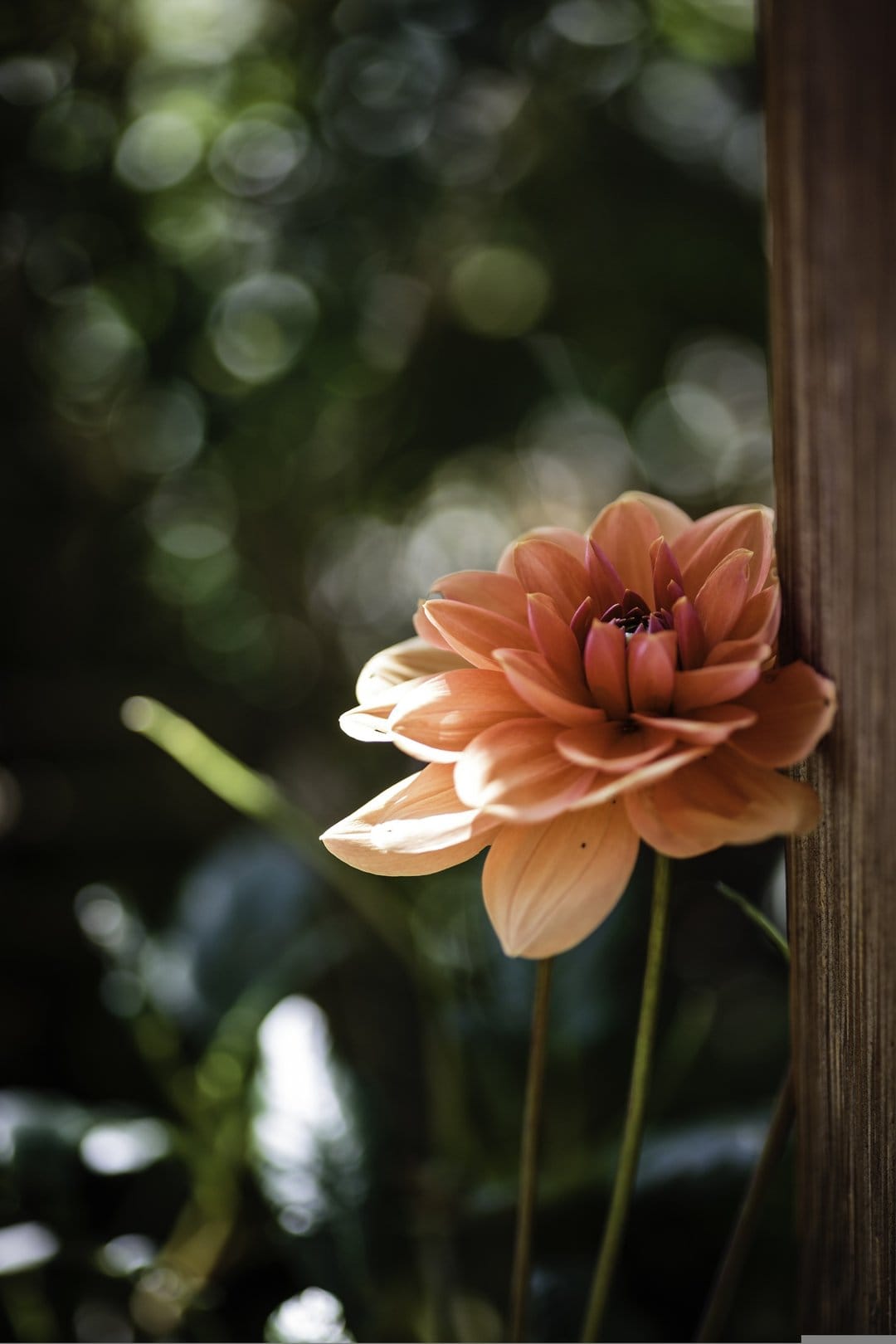 Peach dahlia petals glow next to a weathered wood plank with a soft-focus background of green summer foliage.