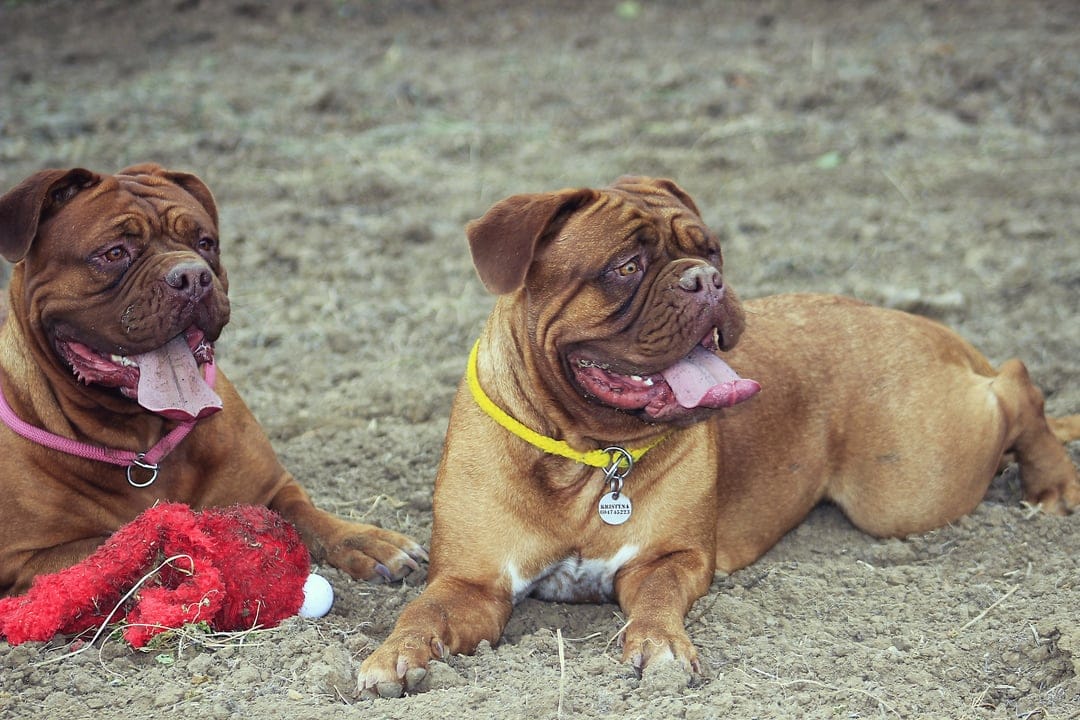 Two Dogue de Bordeaux dogs with wrinkled faces and tongues out lie on sand wearing pink and yellow collars.