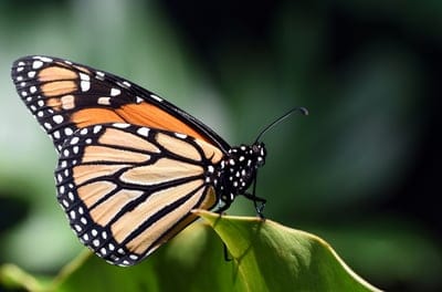 Butterflies wallpaper,Butterflies,Butterflies background,insects