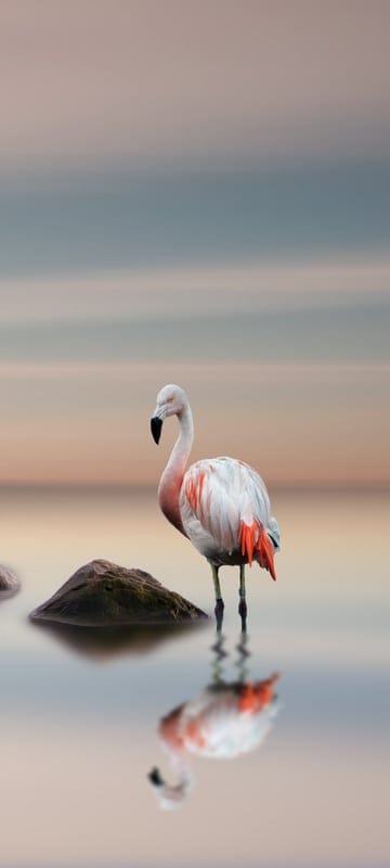 flamingo,bird,lake,landscape