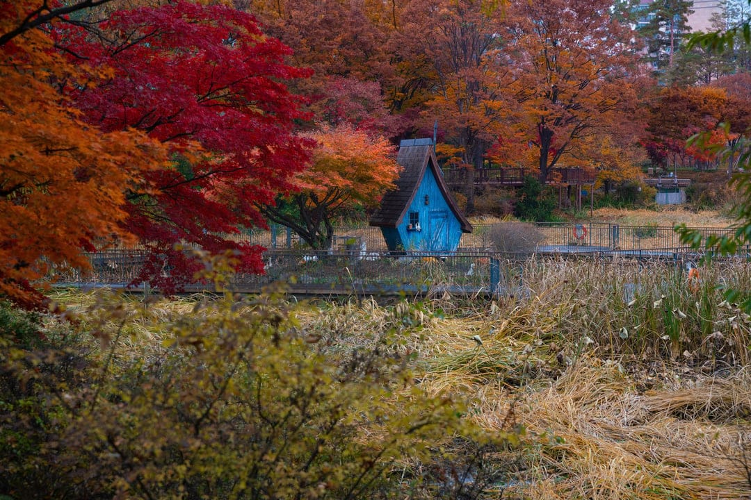 Blue A-frame cabin surrounded by red and orange autumn trees with tall dry yellow grass in the foreground.
