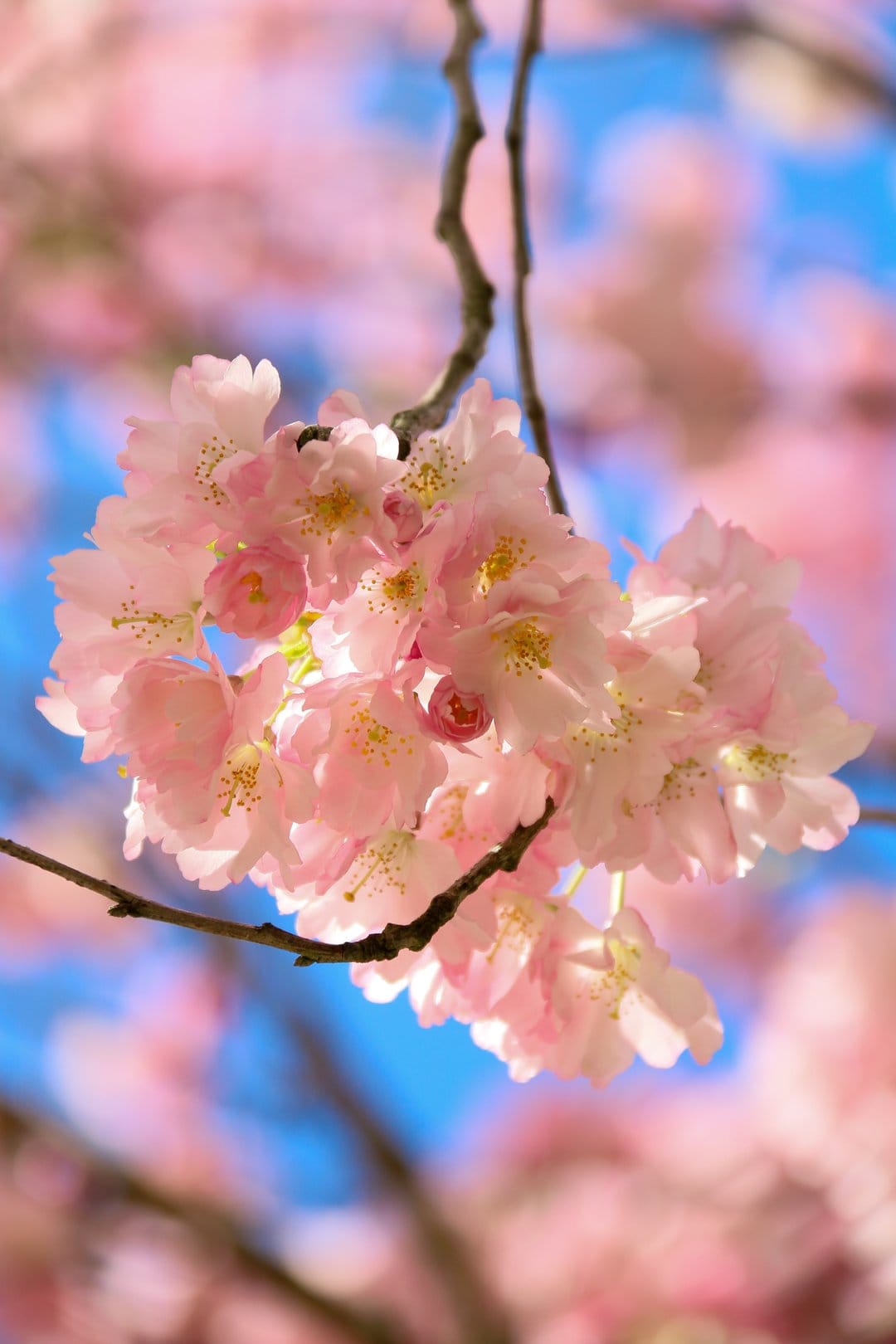 Pink cherry blossoms with yellow stamens bloom against a soft blue sky in a high-detail macro photograph.