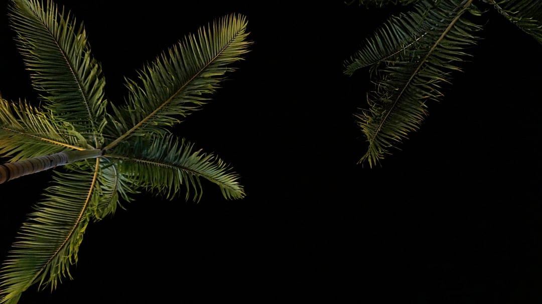 Two palm trees seen from below with green leaves illuminated against a solid black night sky background.