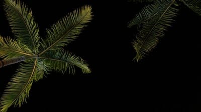 Under the palm,palm,tree wallpaper,tree
