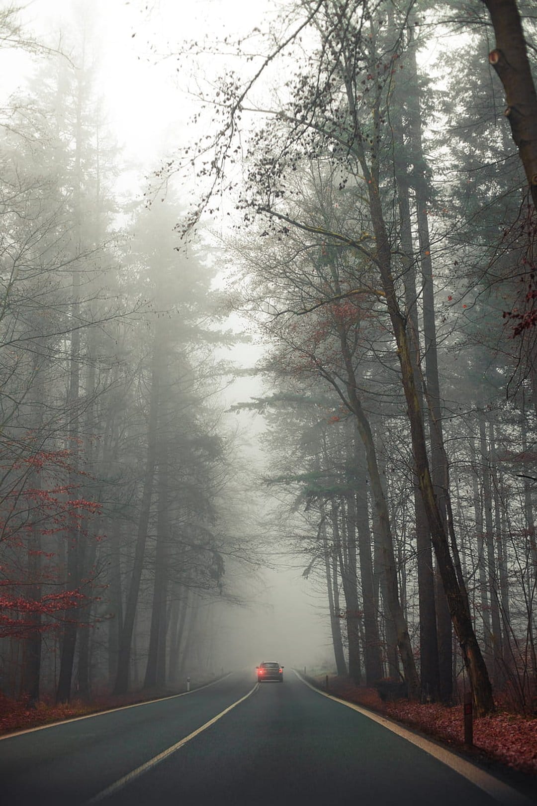 Car with red taillights driving down a foggy forest road lined with bare autumn trees and scarlet leaves.