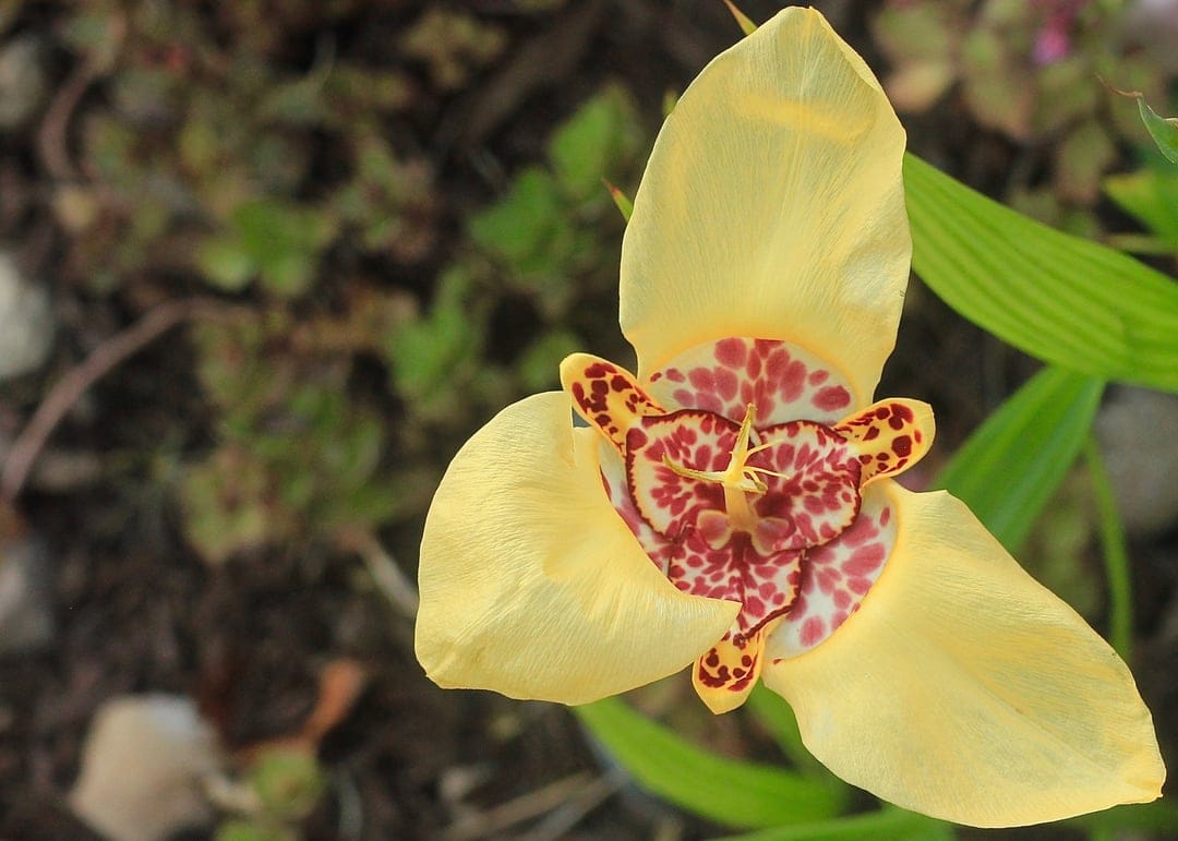 Yellow tiger lily with dark red spots on curved petals set against a soft bokeh of green leaves and soil.