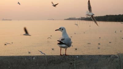 pigeon,sea,sunset,full HD wallpaper,Mac wallpaper,4K wallpaper,free background,beautiful wallpaper,wild animals,animal,nature,laptop wallpaper,4K wallpaper,bird,posture,background,ocean,view,wallpaper 4K,atmosphere