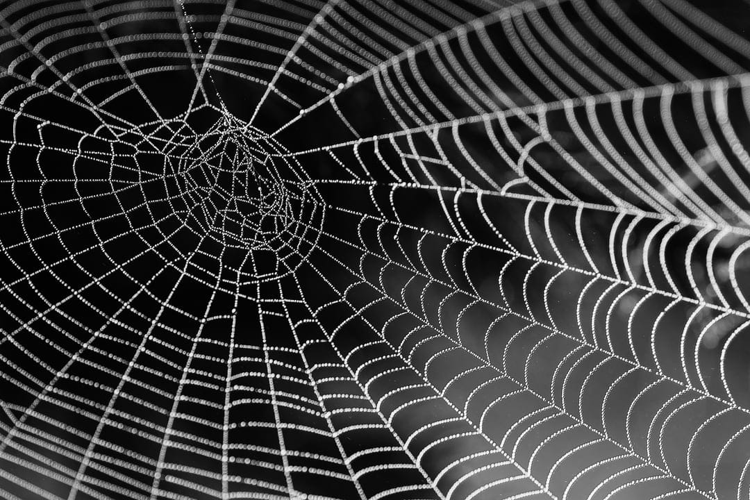 Clear spherical dewdrops clinging to a symmetrical spider web create a high-contrast black and white macro scene.