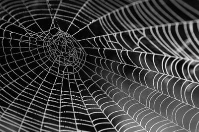 Spider web wallpaper,Spider web,Spider web dexsktop wallpaper,Spider,insect