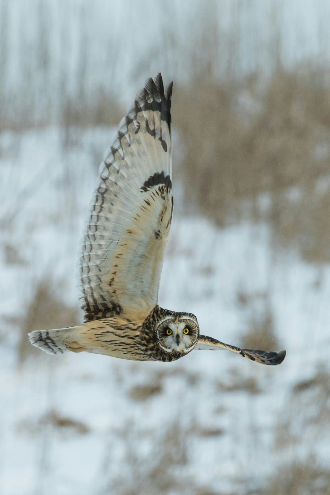 Short-eared owl with outstretched wings flies over a blurry snowy field, showcasing its sharp yellow eyes.
