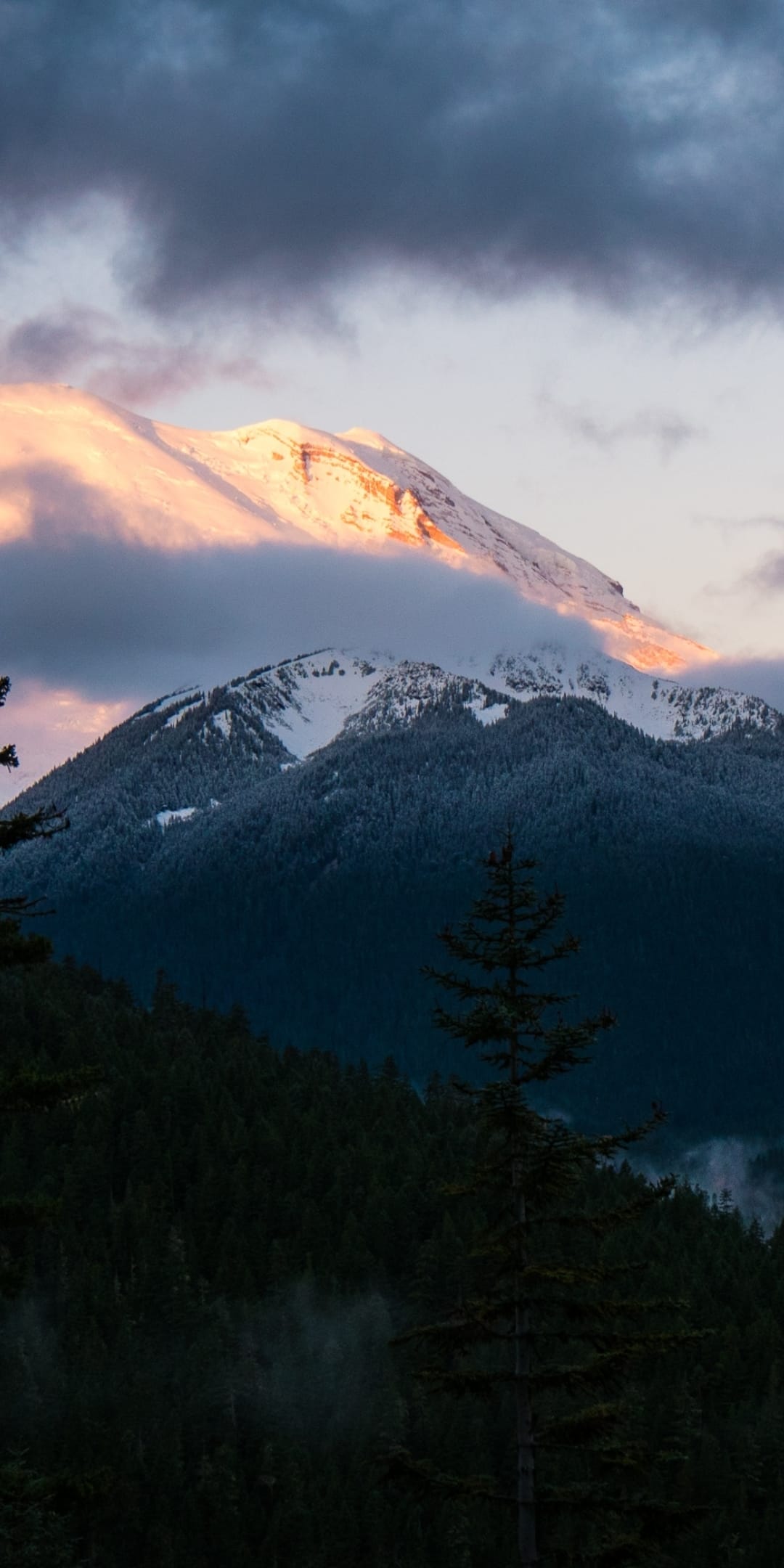 Mount Rainier's snowy summit glows with pink alpenglow above a dark evergreen forest and misty mountain valley.
