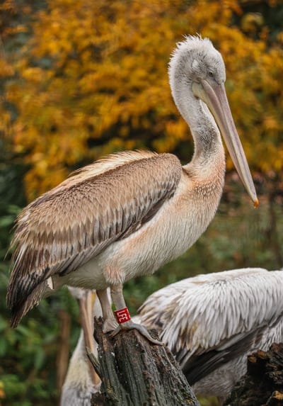 pelican, bird, wildlife, nature, animal, leg band, red tag, autumn, fall colors, foliage, perched, ornithology, avian, zoo, conservation, identification, ringed bird, waterbird, long beak, feather detail, natural light