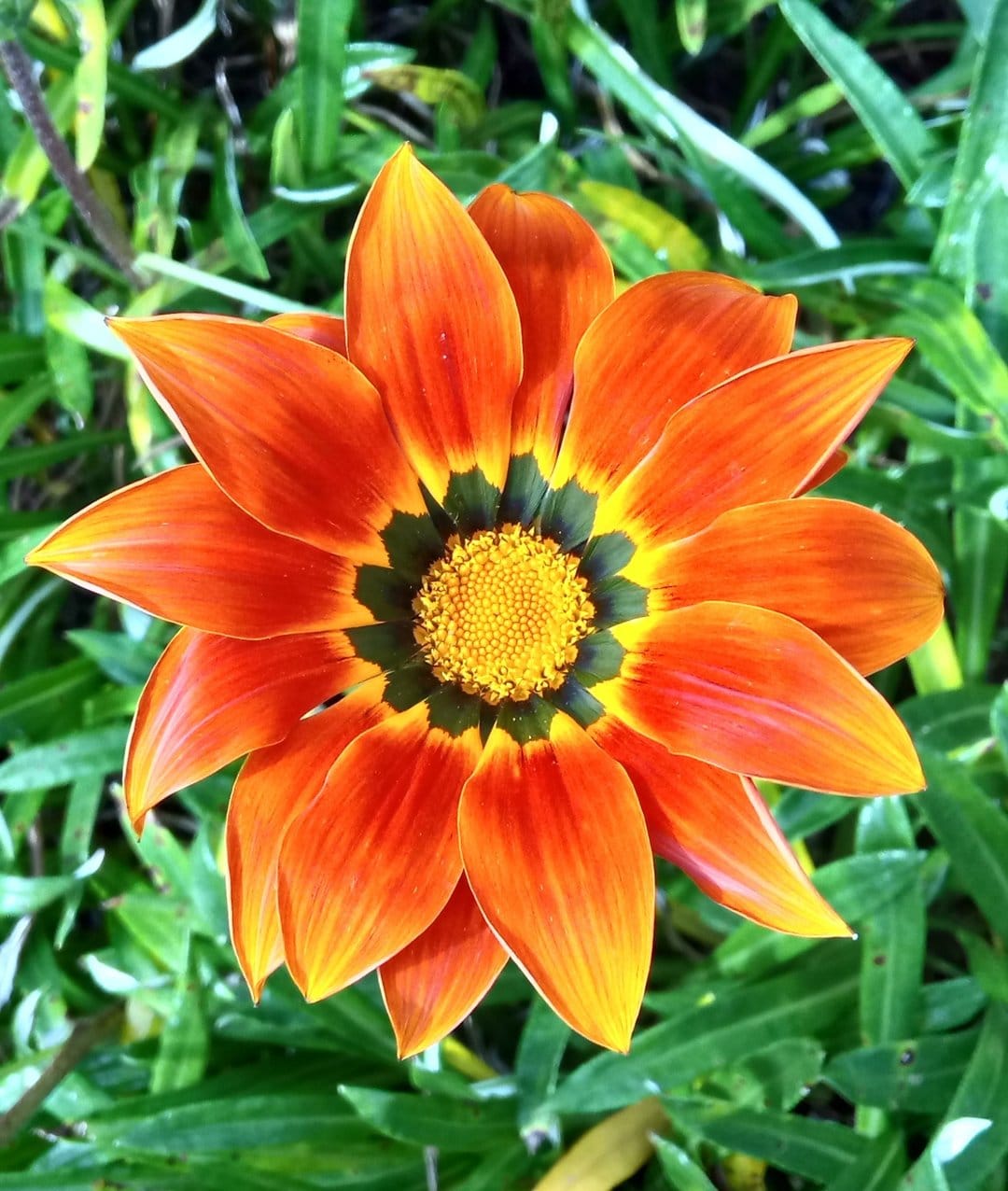 Orange Gazania flower with yellow-tipped petals and a dark green ring around a textured yellow center disc.