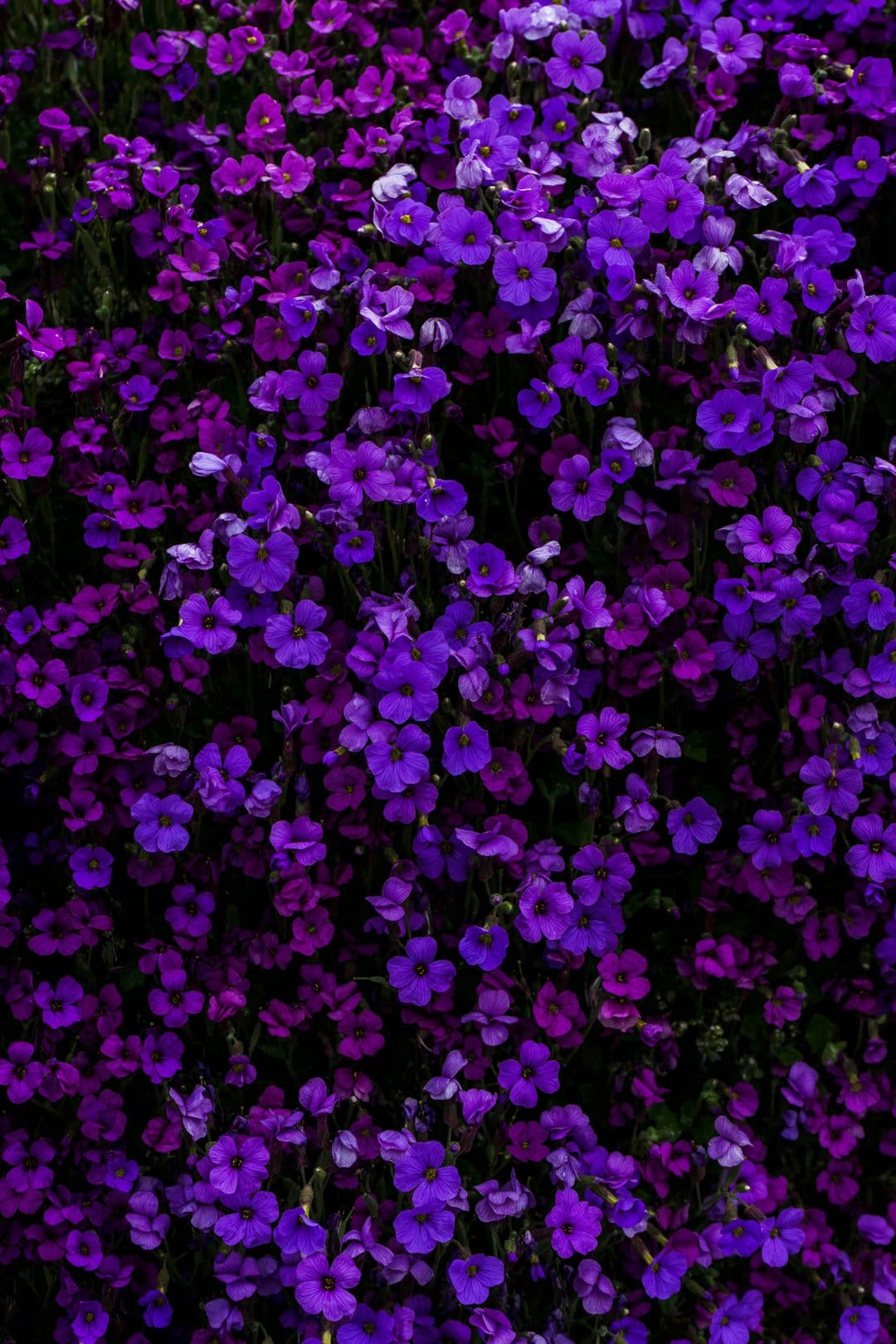 Violet wildflowers form a thick carpet of petals with soft natural lighting and rich purple color gradients.