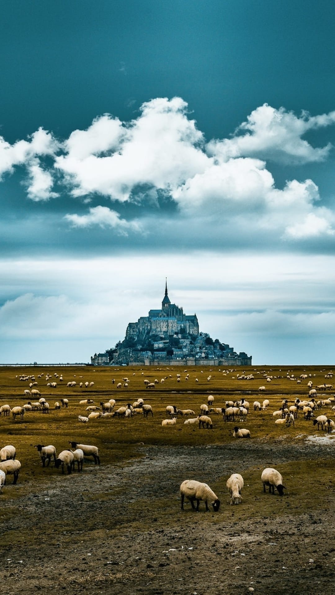 White sheep graze in golden fields with the medieval abbey of Mont Saint-Michel silhouetted against a cloudy sky.