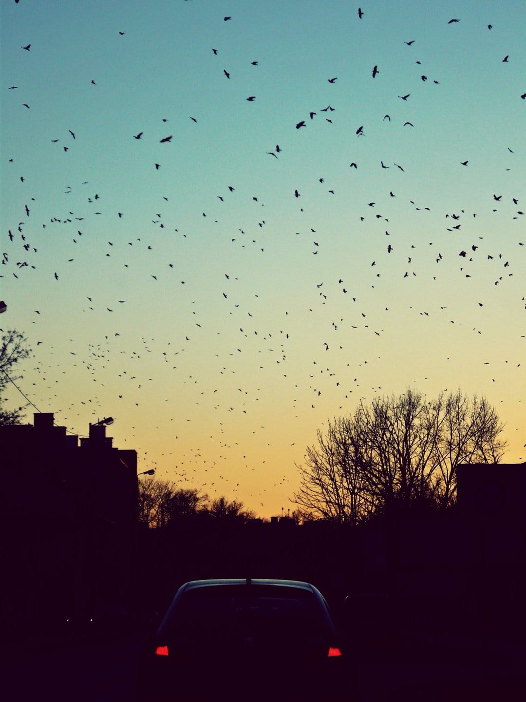 Migrating birds fly in a massive flock over a silhouetted city skyline and bare trees during a vibrant sunset.