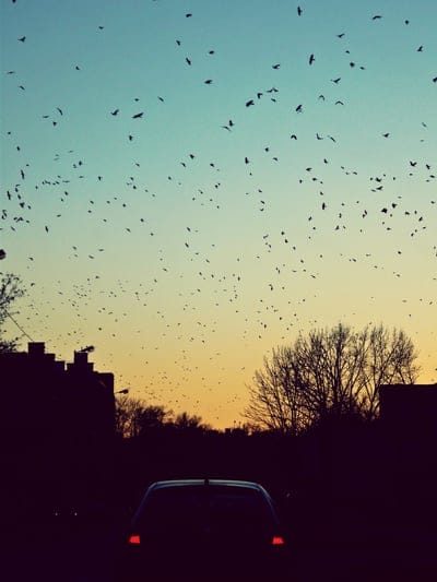 car,evening,birds,city,lights,rear view