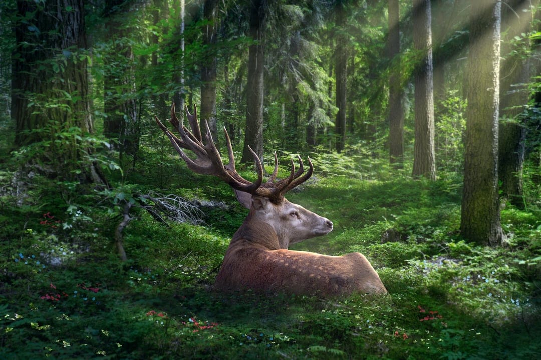 Spotted stag with large antlers rests on the forest floor as sunbeams filter through the green leaf canopy.