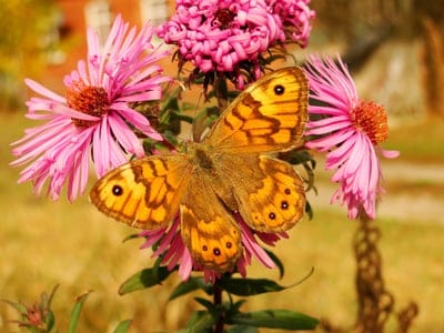 Orange and brown butterfly rests on a bright pink aster flower with a soft green bokeh background in sunlight.