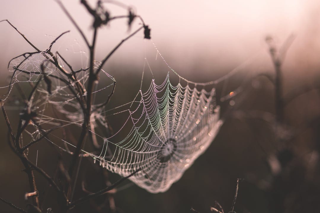 Spiderweb covered in glistening dewdrops on a dry stem with a soft-focus background in the morning light.