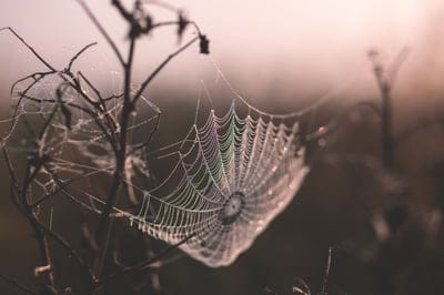 Halloween background,Halloween wallpaper,Halloween,web wallpaper,iPhone wallpaper